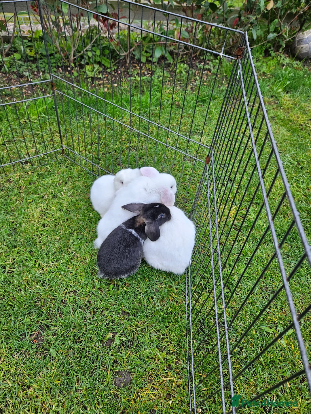 Mini Lop rabbits for sale: ❤️Purebread mini lops for sale❤️ - Advert 12