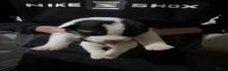 Huskita dogs for sale: 5 beautiful Huskita  - Advert 12