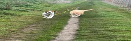 Mixed Breed dogs for adoption: Lucky loving active fun 1 yr old Pointer  - Advert 5