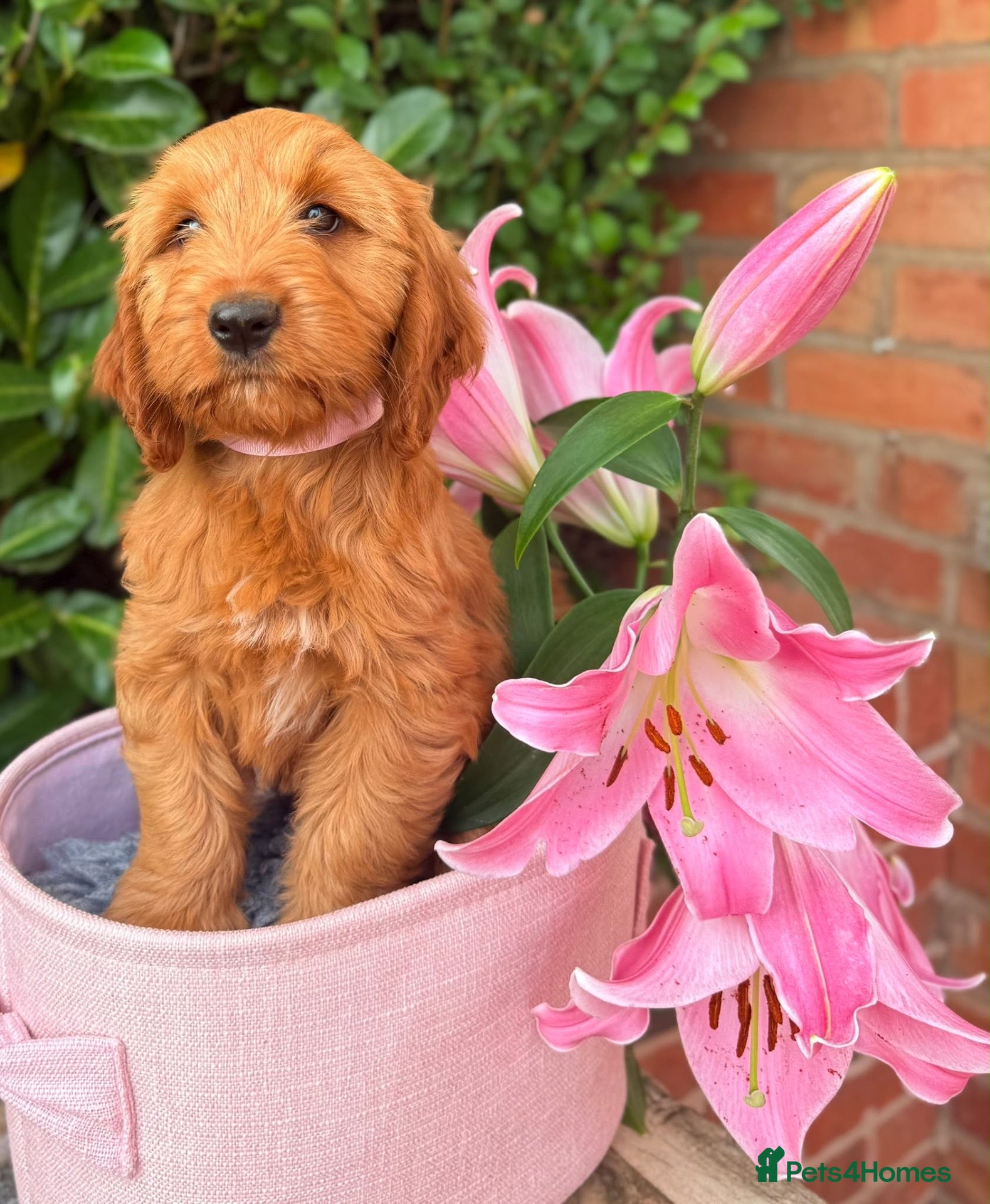 Australian Labradoodle dogs Australian labradoodles  - Advert 3