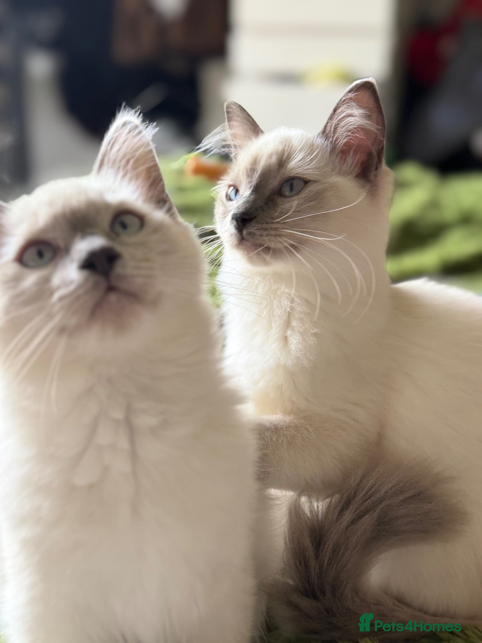 Ragdoll cats Beautiful kitten mum and dad large cats  - Advert 18