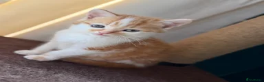 White and ginger male kitten 