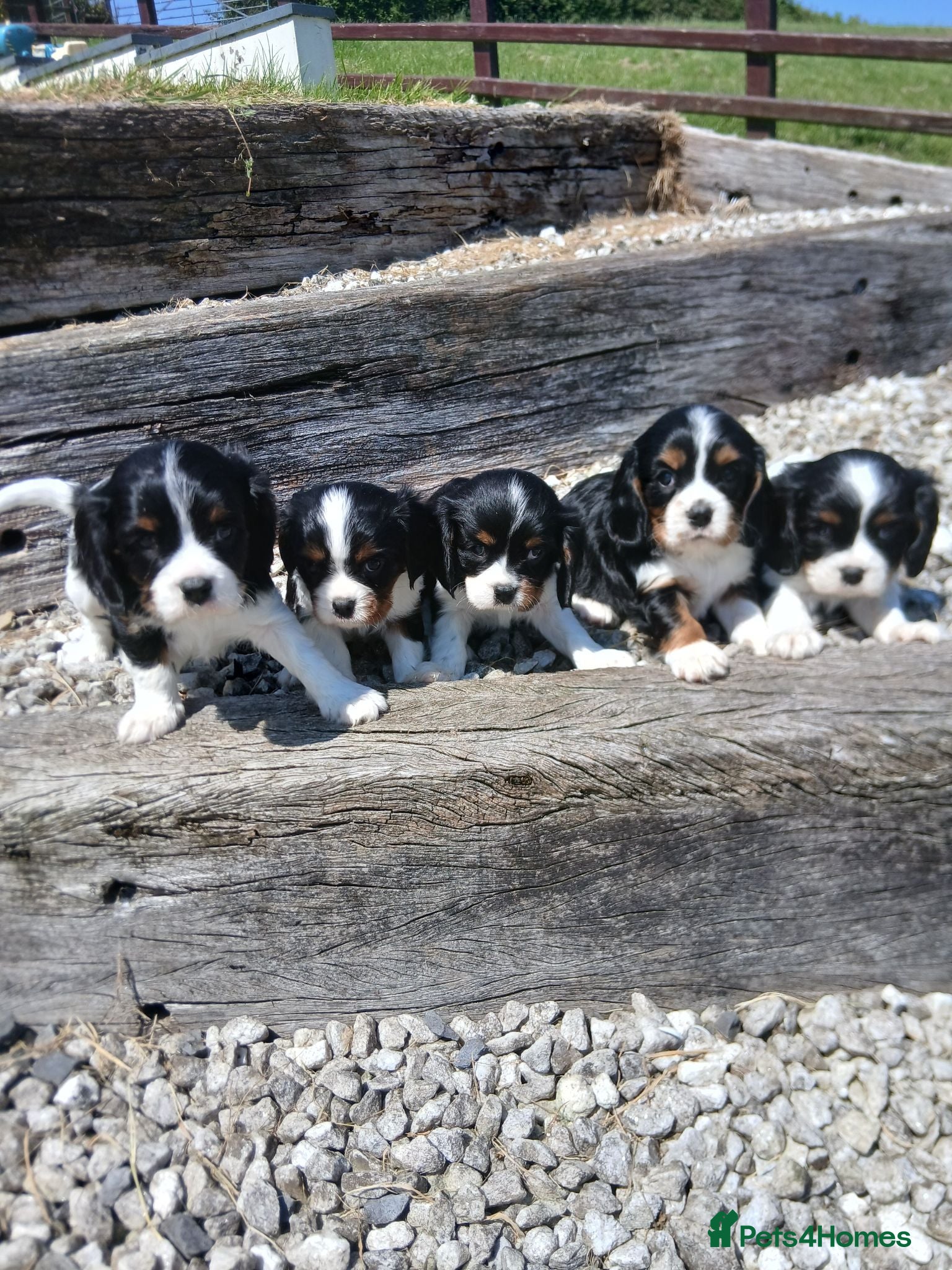Cavalier King Charles Spaniel dogs Beautiful tri puppies - Advert 1