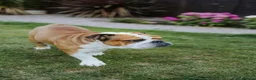 English Bulldog dogs for sale: Outstanding Quality English Bulldog Puppies in Scarborough - Advert 14