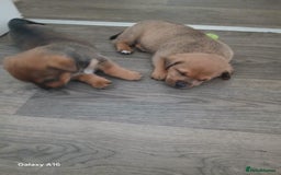 Mixed Breed dogs for sale: F1 Rottweiler x jack Russel  - Image 32