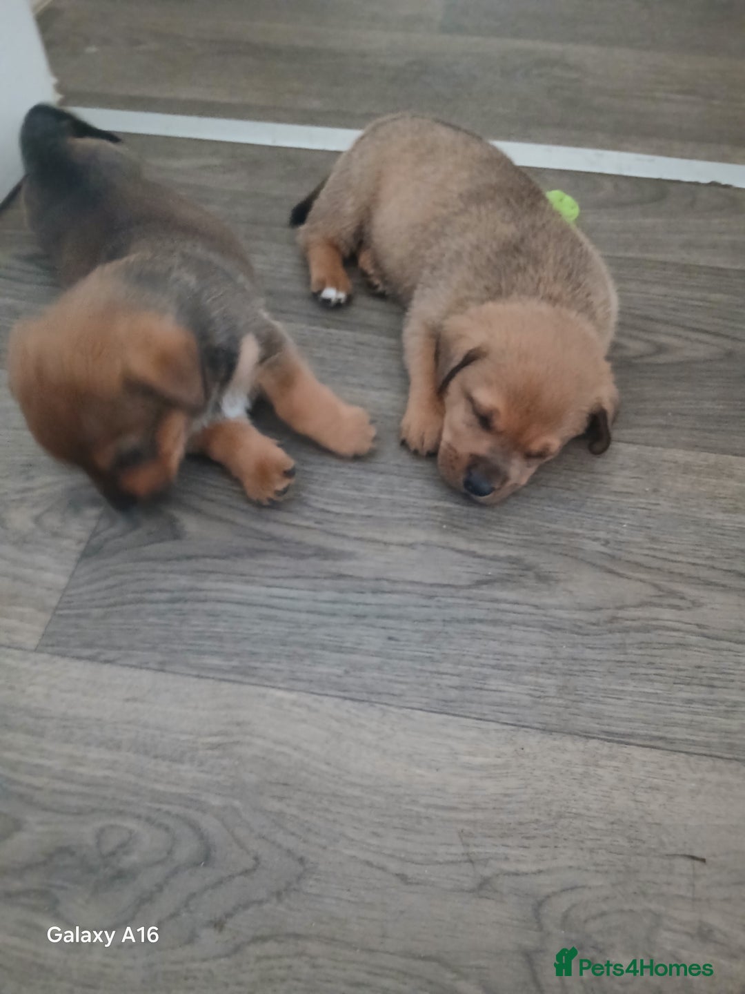 Mixed Breed dogs for sale: F1 Rottweiler x jack Russel  - Image 32