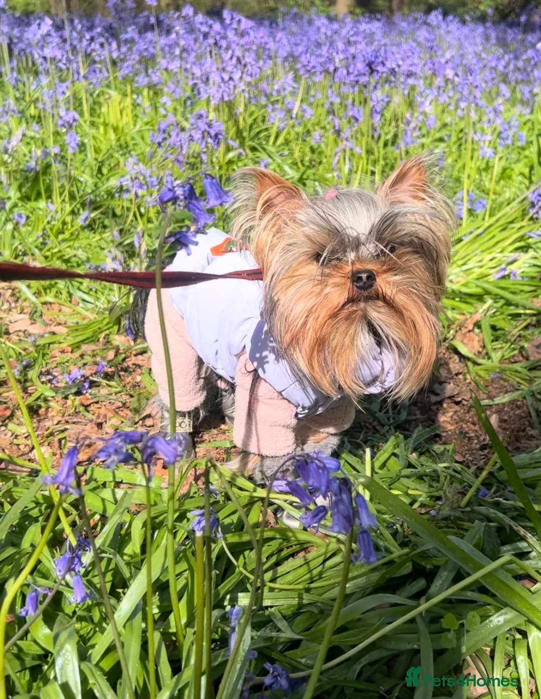 Yorkshire Terrier dogs for stud: Only 1.2kg!! Toy Yorkie STUD Yorkshire Terrier - Advert 1