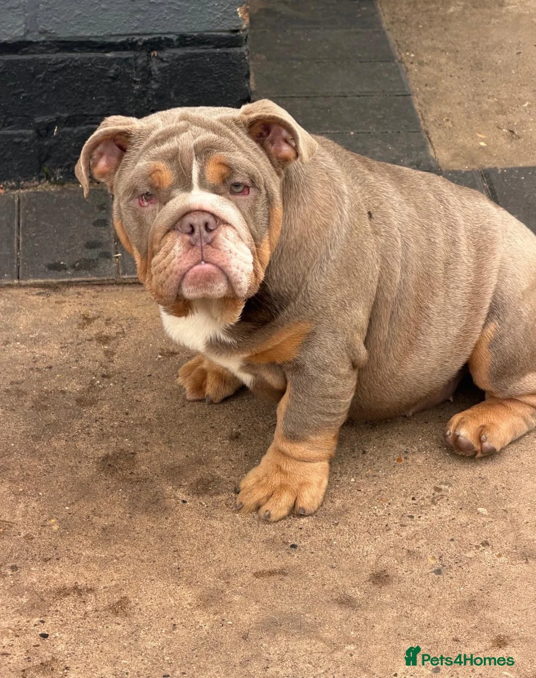 English Bulldog dogs for sale: English Bulldogs 🐾📑 - Advert 5