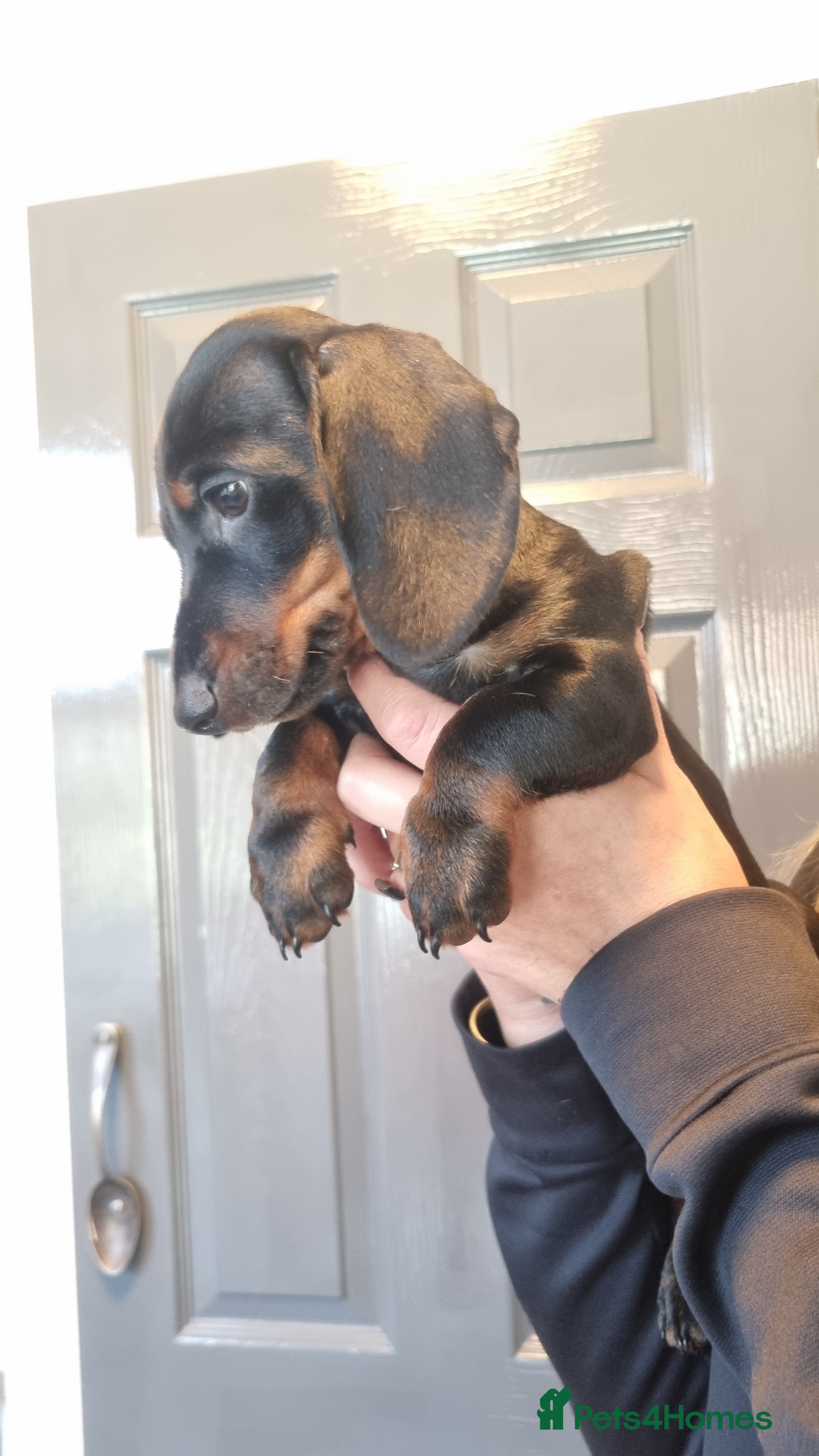 Miniature Dachshund dogs Ready to leave now!    - Advert 1