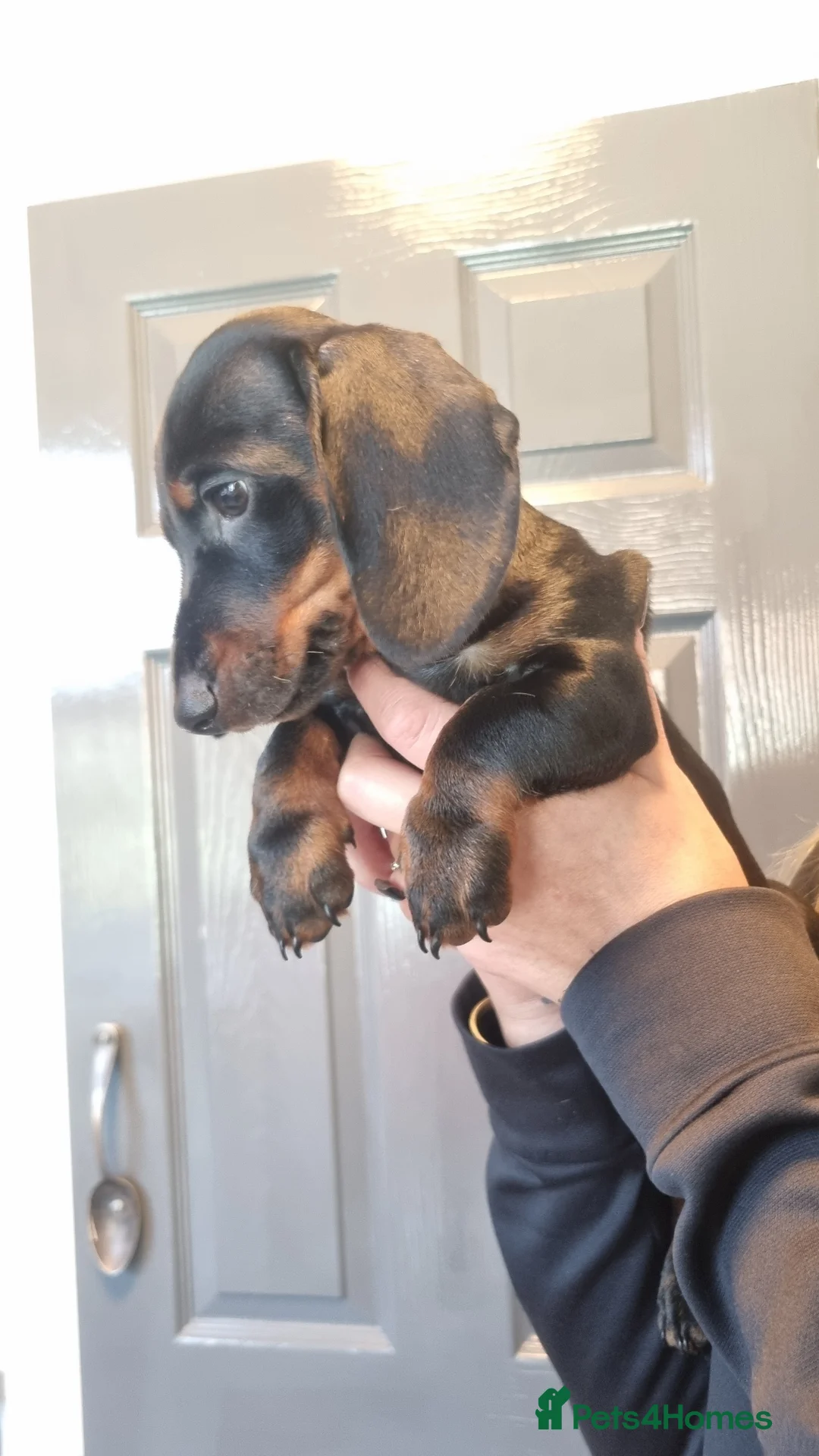 Miniature Dachshund dogs for sale: Ready to leave now!    - Advert 1