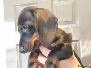 Miniature Dachshund dogs Ready to leave now! - Advert 1