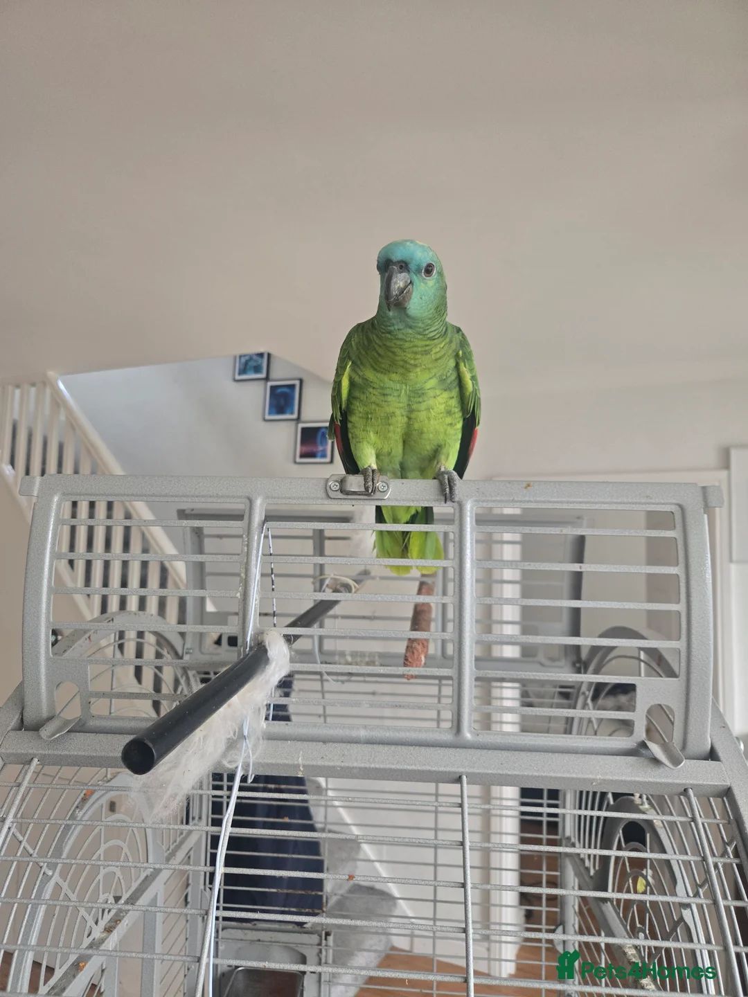 Parrots birds for sale: Blue-fronted Amazon Parrot with Large Cage in Hounslow - Advert 2
