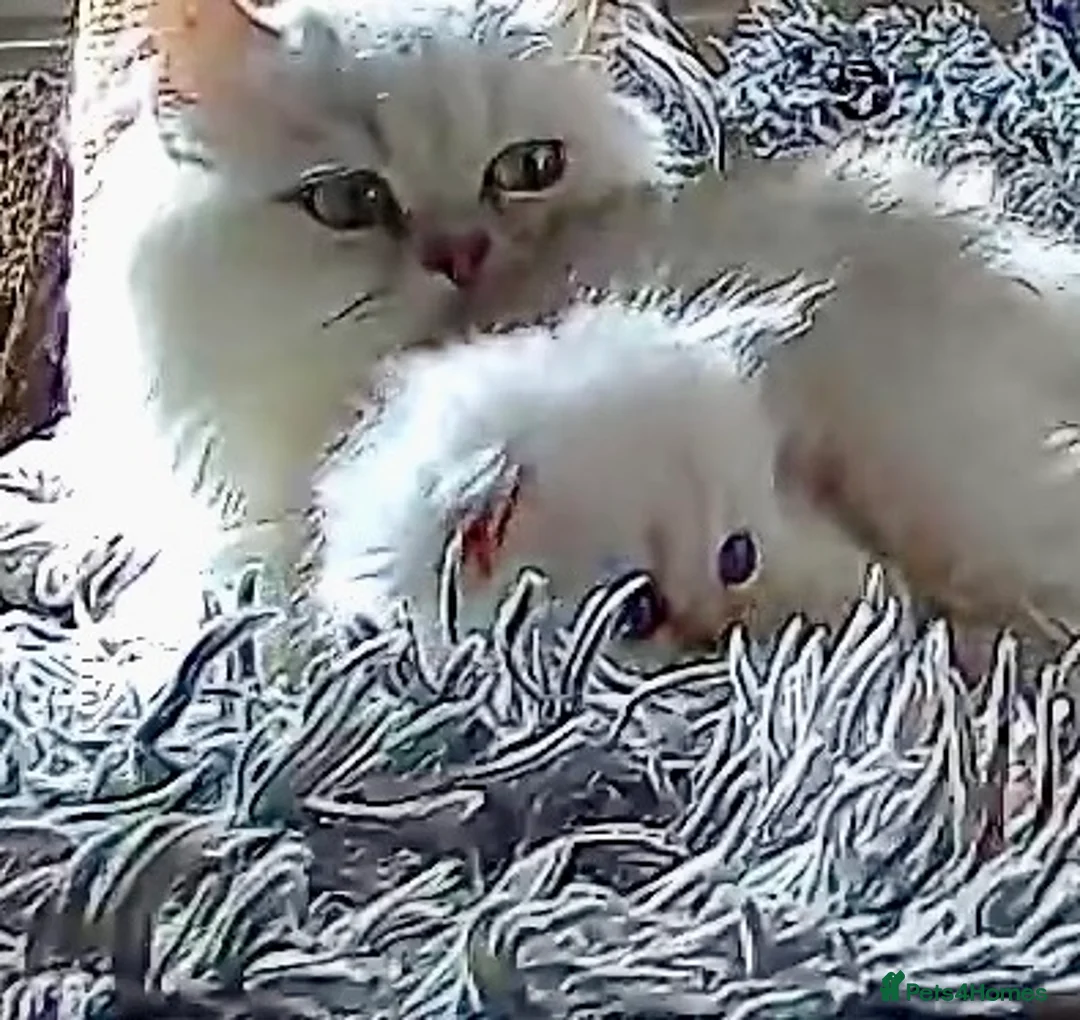 Persian cats for sale: Silver Persian Chinchilla girl  - Advert 2