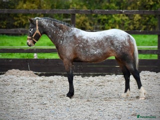 Appaloosa horses - Advert 11