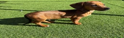Mixed Breed dogs for sale: 16 week old Dachshund - male  - Advert 6