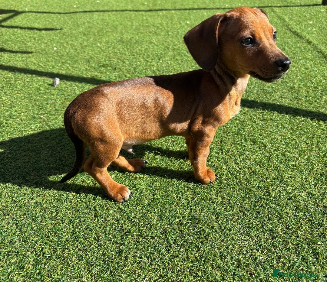 Mixed Breed dogs for sale: 16 week old Dachshund - male  - Advert 6