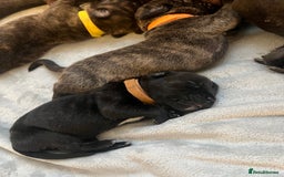 Cane Corso dogs for sale: Yuki & Aries Cane Corso Puppies  - Image 24