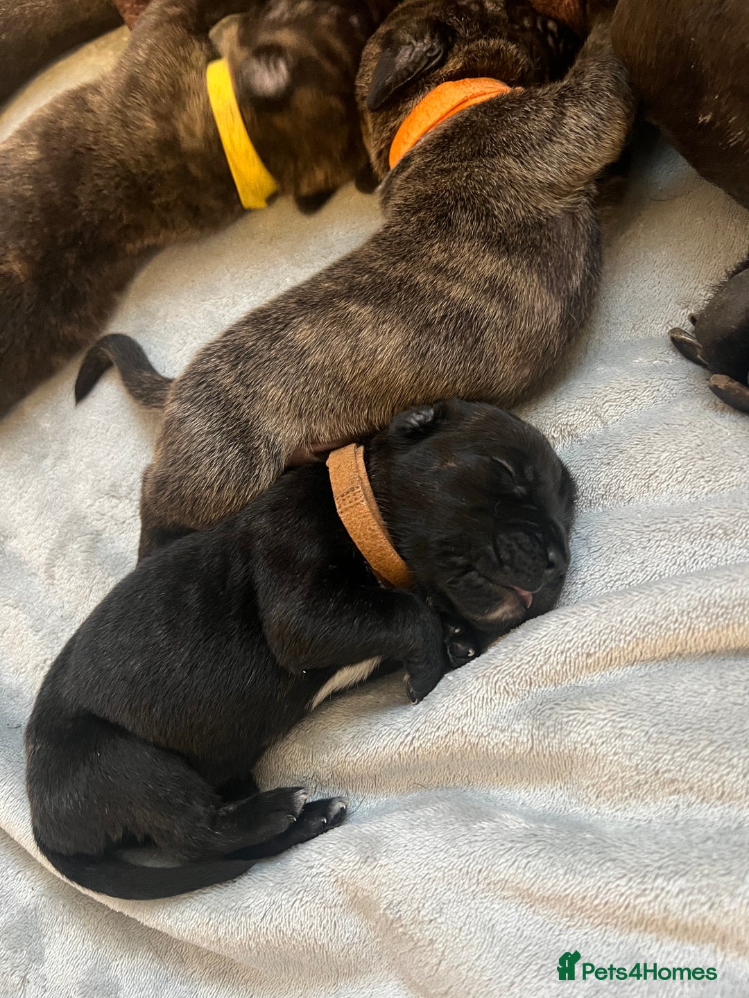 Cane Corso dogs for sale: Yuki & Aries Cane Corso Puppies  - Image 24