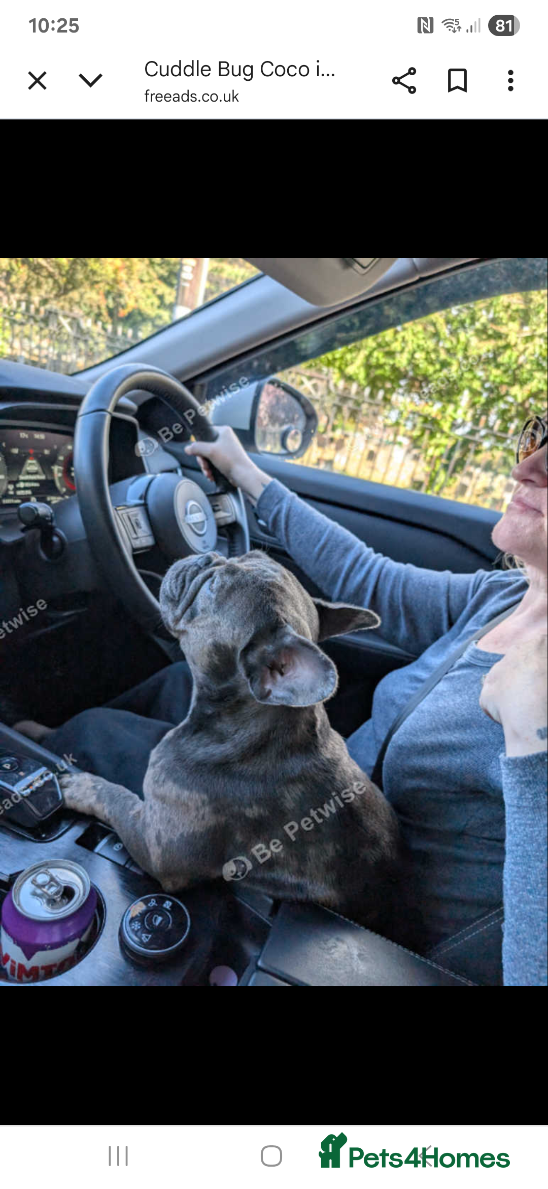 French Bulldog dogs for sale: Cuddle bug Coco - Image 8