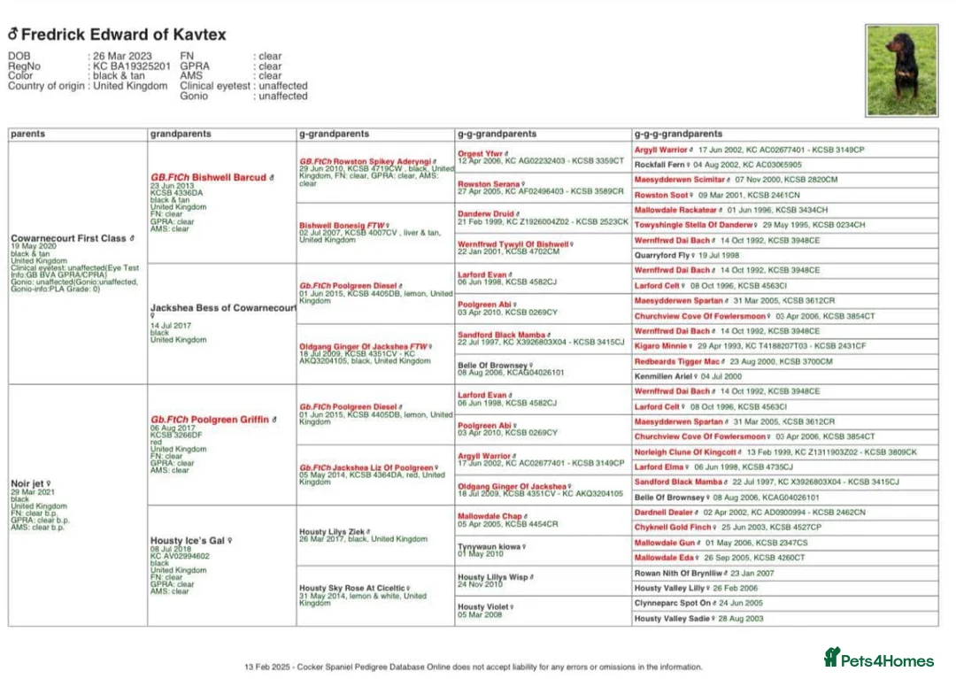 Cocker Spaniel dogs for stud: Proven Top Quality Working Cocker STUD DOG in Newcastle upon Tyne - Advert 9