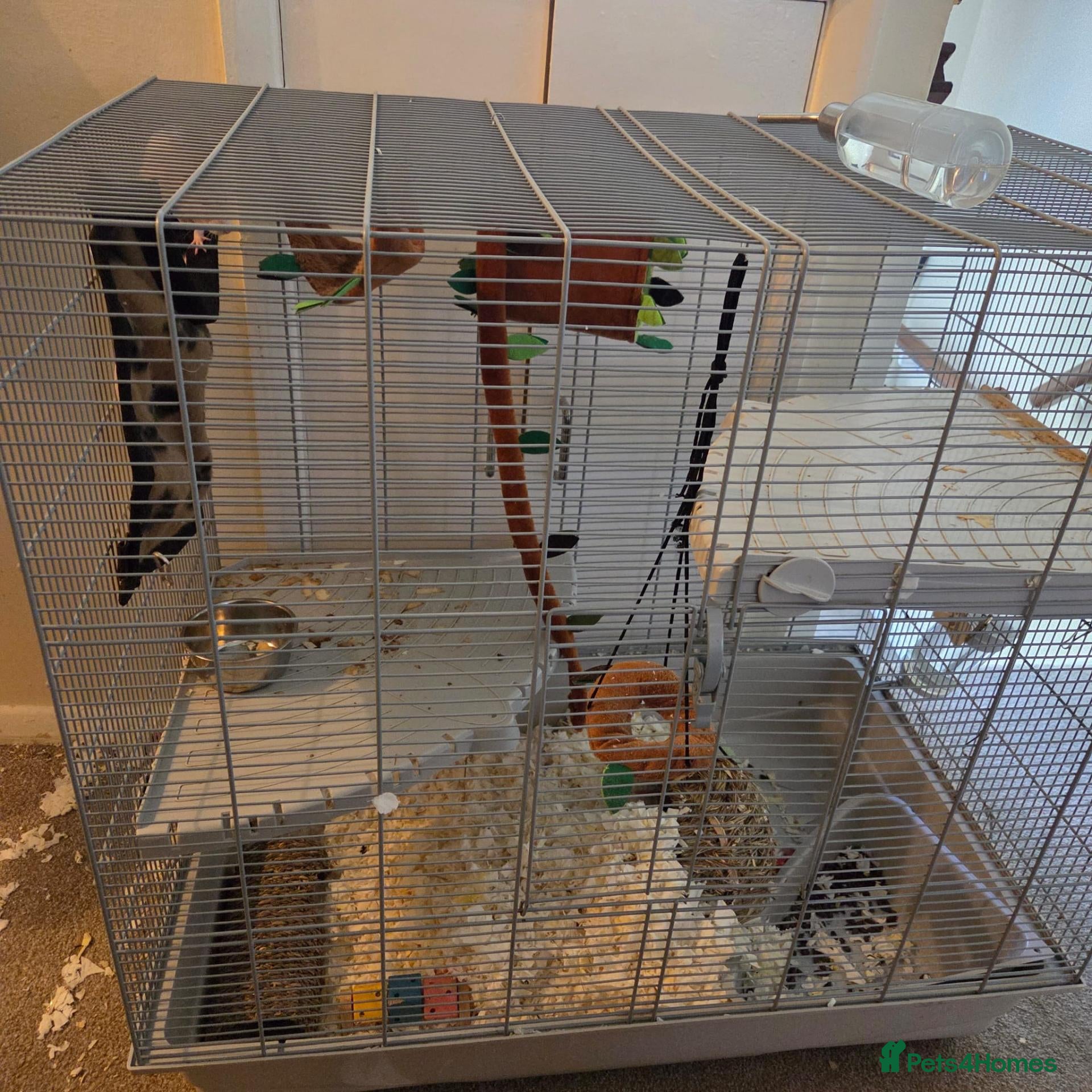 Rat rodents for sale: Female rats - Advert 9