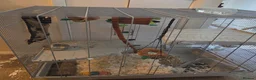 Rat rodents for sale: Female rats in York - Advert 1