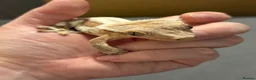 Gecko reptiles for sale: Male Lilly white crested gecko - Advert 1