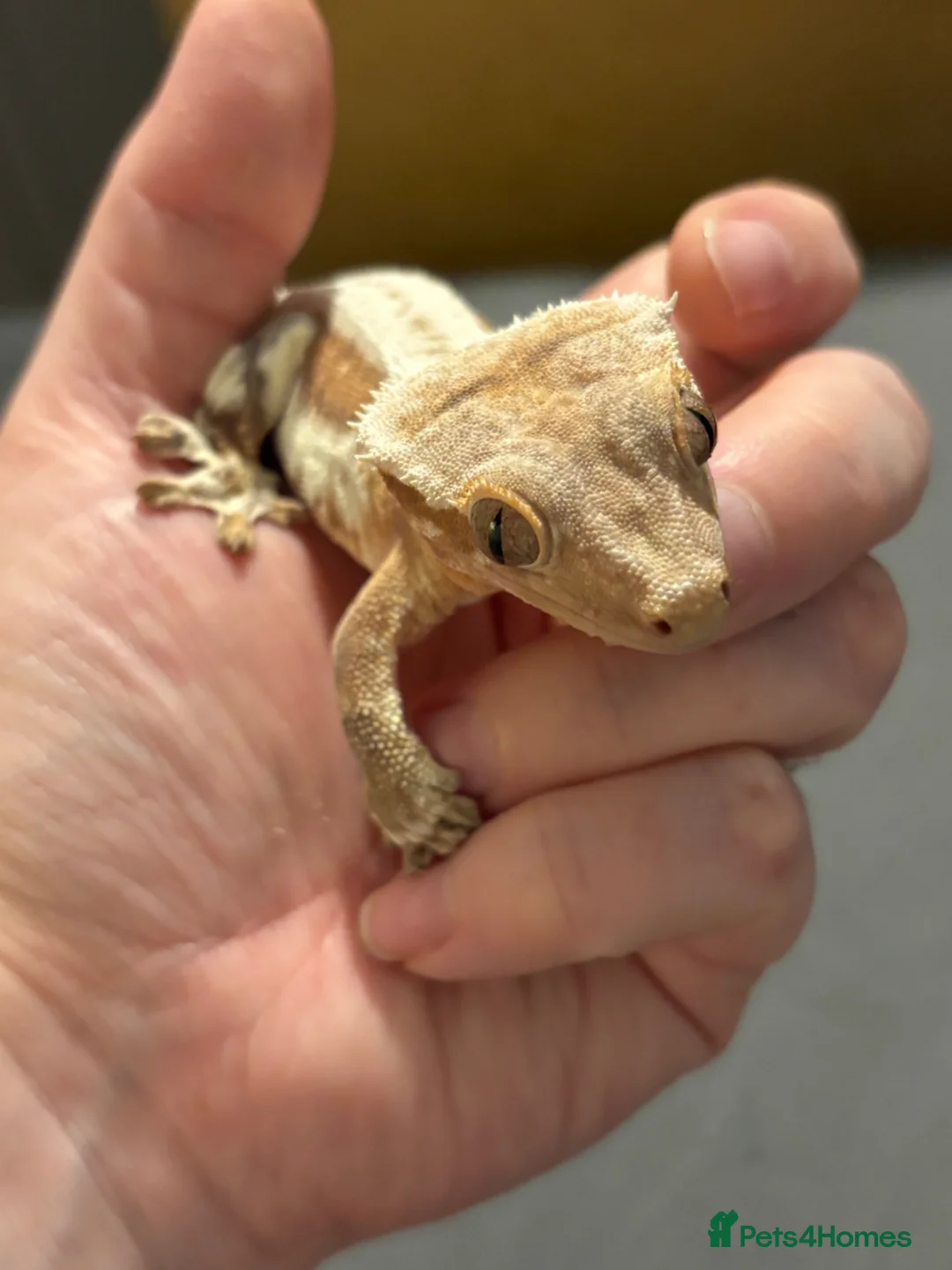 Gecko reptiles for sale: Male Lilly white crested gecko - Advert 1