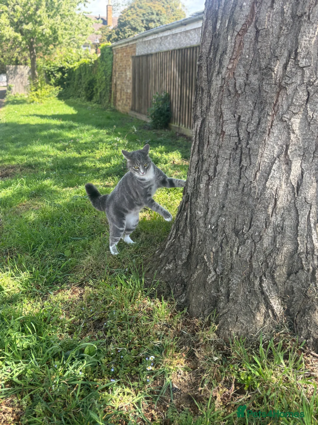 Mixed Breed cats for sale: Beautiful Black female kitten with blue eyes  - Advert 2