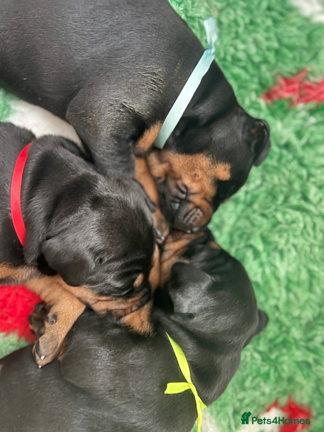 Dobermann dogs for sale: Doberman puppies  - Advert 9