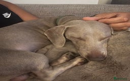 Dachshund dogs for sale: Dachshund  - Image 1