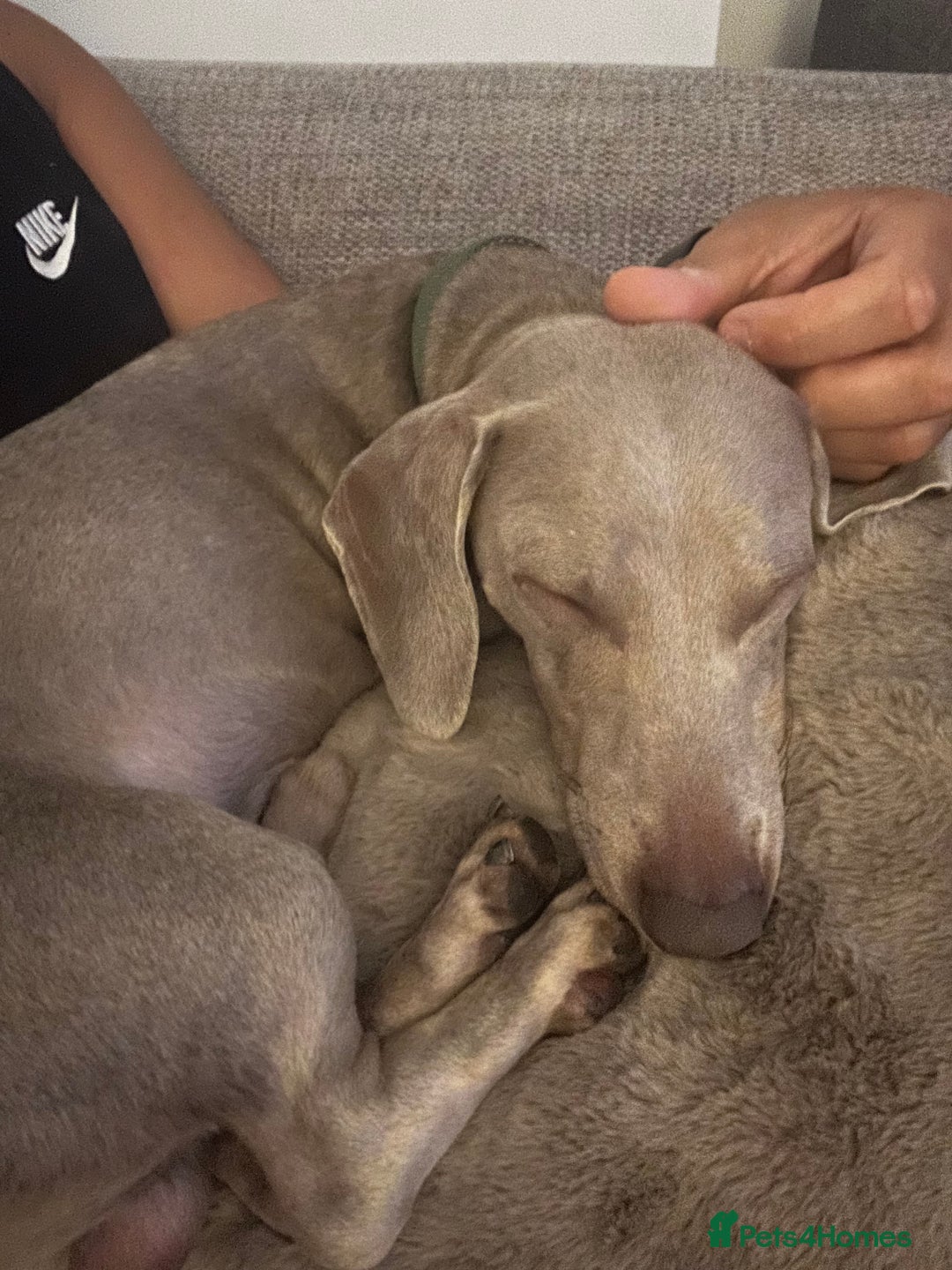 Dachshund dogs for sale: Dachshund  - Image 1