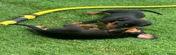 Miniature Dachshund dogs for sale: Mini dachshund boy in Coventry - Advert 18