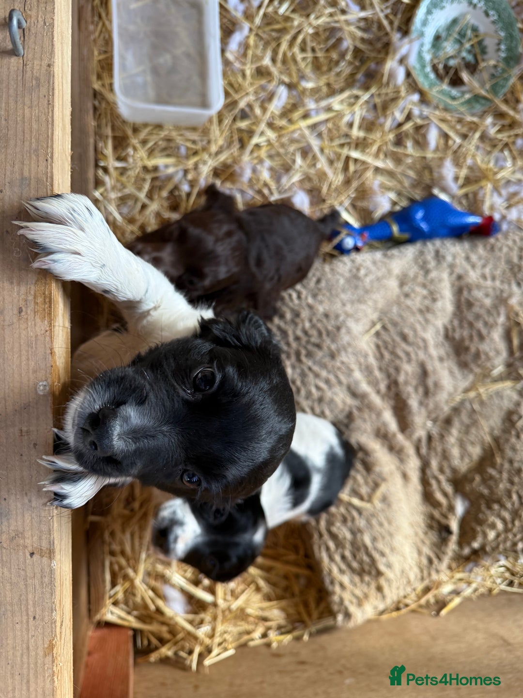 Sprocker dogs for sale: 2 sprockers available  - Advert 22