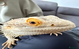 Bearded Dragon reptiles for sale: Rainbow Tiger Bearded Dragon - with full set up ⭐️ - Image 1