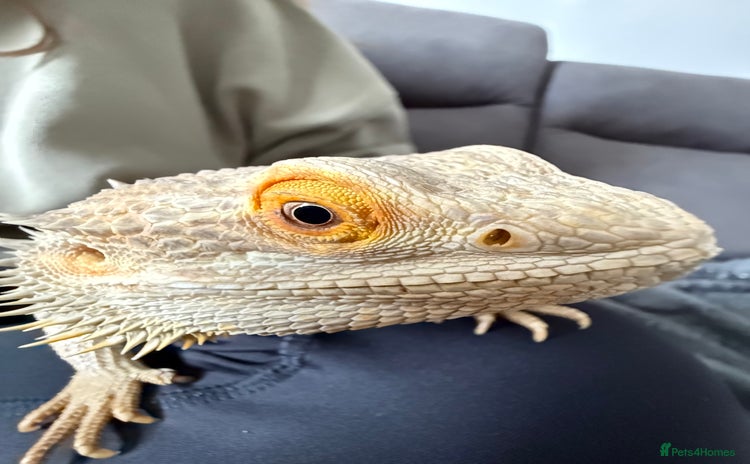 Bearded Dragon reptiles - Advert 1