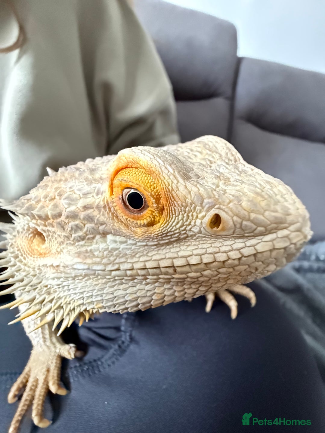 Bearded Dragon reptiles for sale: Rainbow Tiger Bearded Dragon - with full set up ⭐️ - Image 1