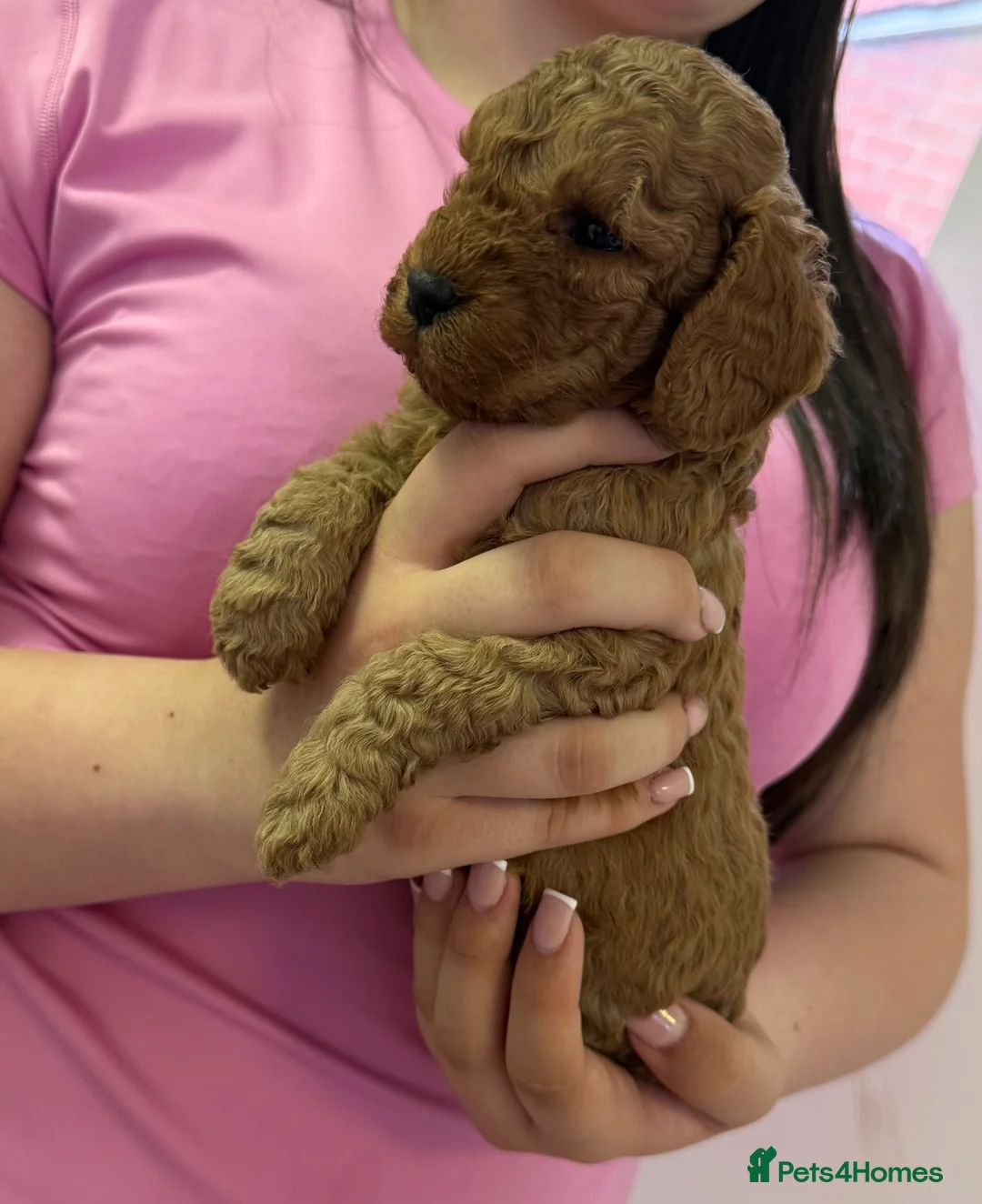 Cavapoo dogs for sale: F1B Cavapoo Puppies Looking For Forever Homes - Advert 32