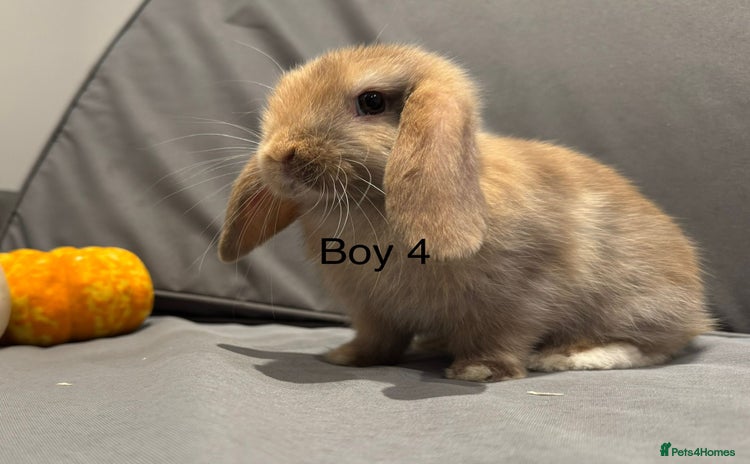 Mini Lop rabbits - Advert 7
