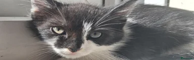 Kitten 1