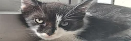Mixed Breed cats for sale: 2 month old kitten in Dagenham - Advert 5