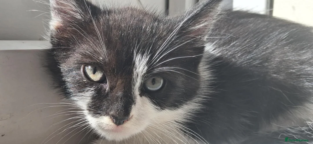 Mixed Breed cats for sale: 2 month old kitten in Dagenham - Advert 5