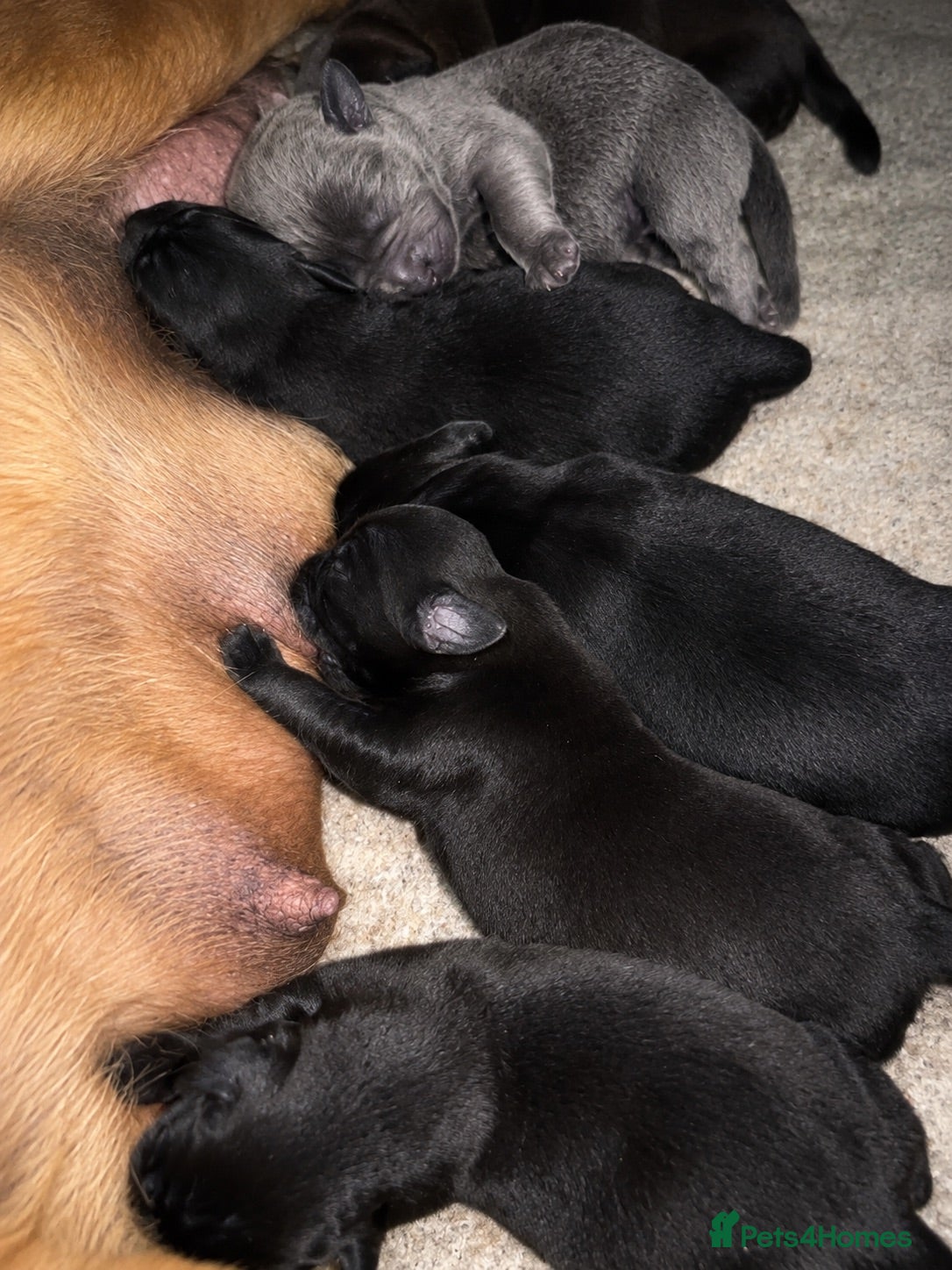 Labrador Retriever dogs 🐾 Beautiful KC Labrador Puppy Litter 🐾 - Advert 2
