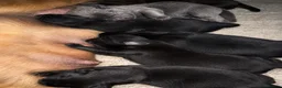 Labrador Retriever dogs for sale: 🐾 Beautiful Labrador Puppy Litter 🐾 - Advert 8