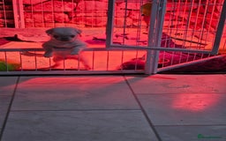 Pug dogs for sale: Lilac and tan - Advert 2