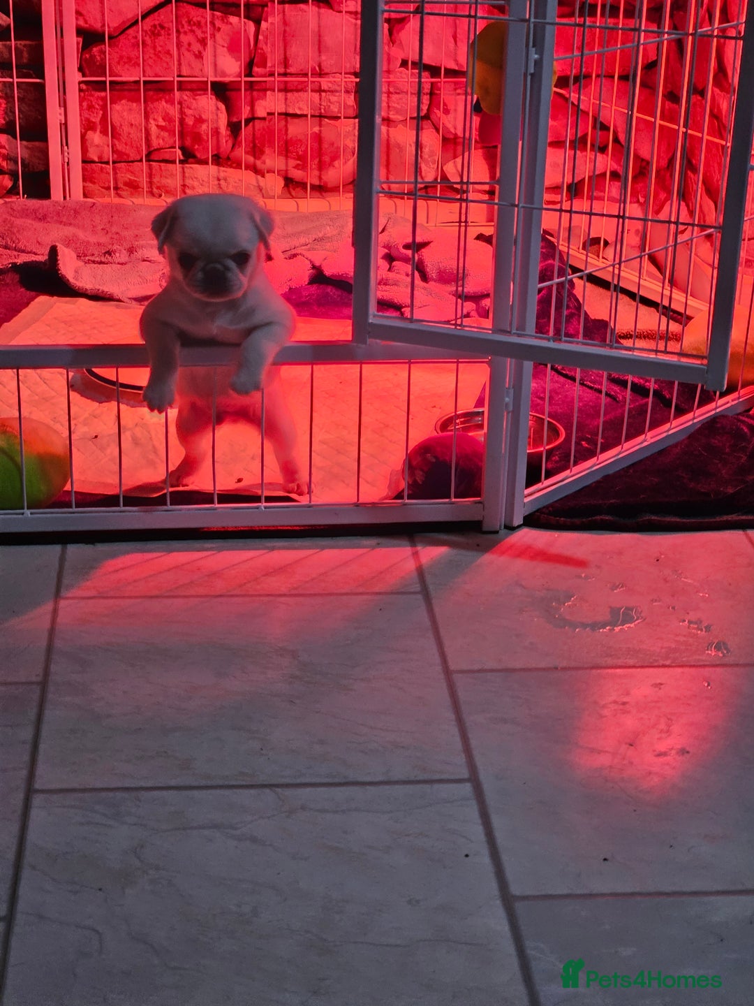 Pug dogs for sale: Lilac and tan - Advert 2