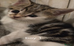 Mixed Breed cats for sale: Kittens  - Image 4