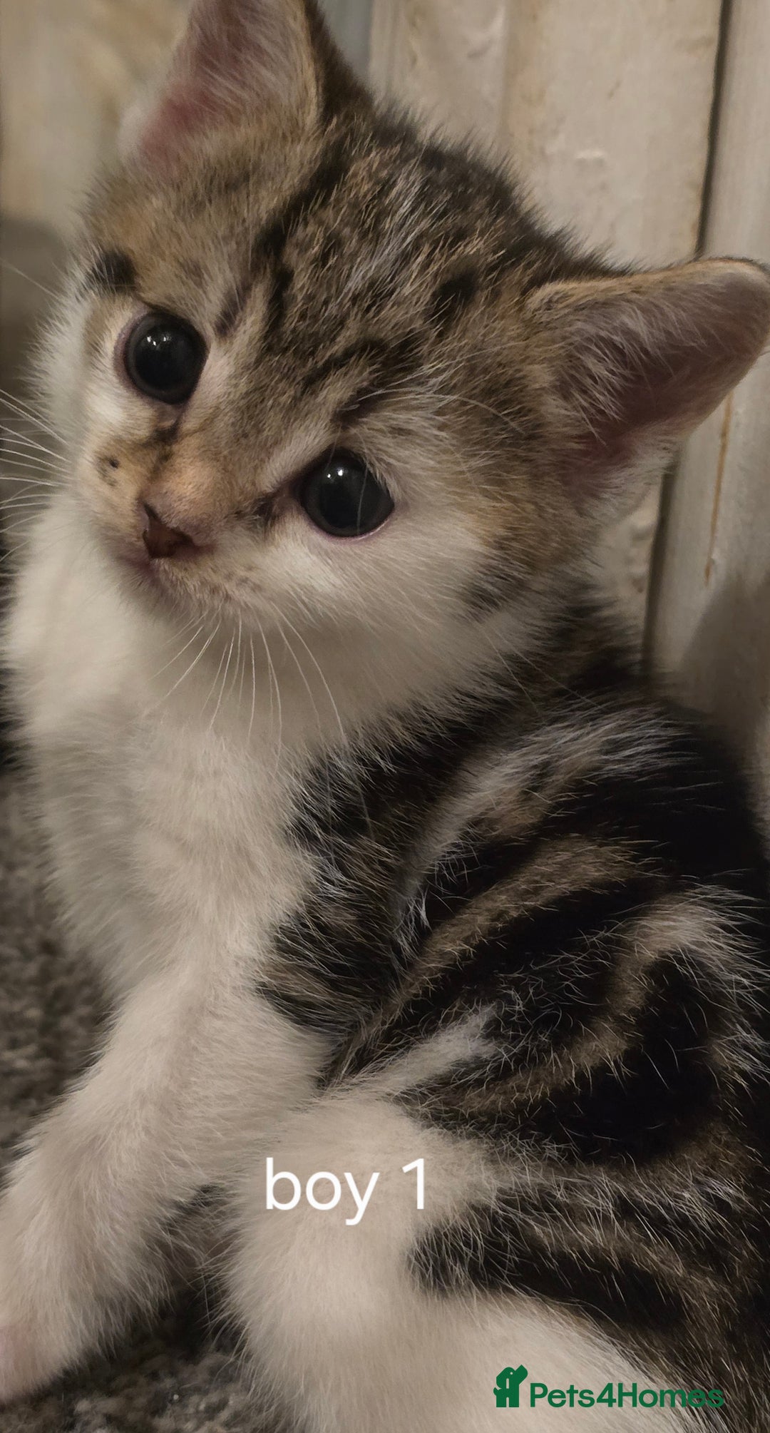 Mixed Breed cats for sale: Kittens  - Image 4