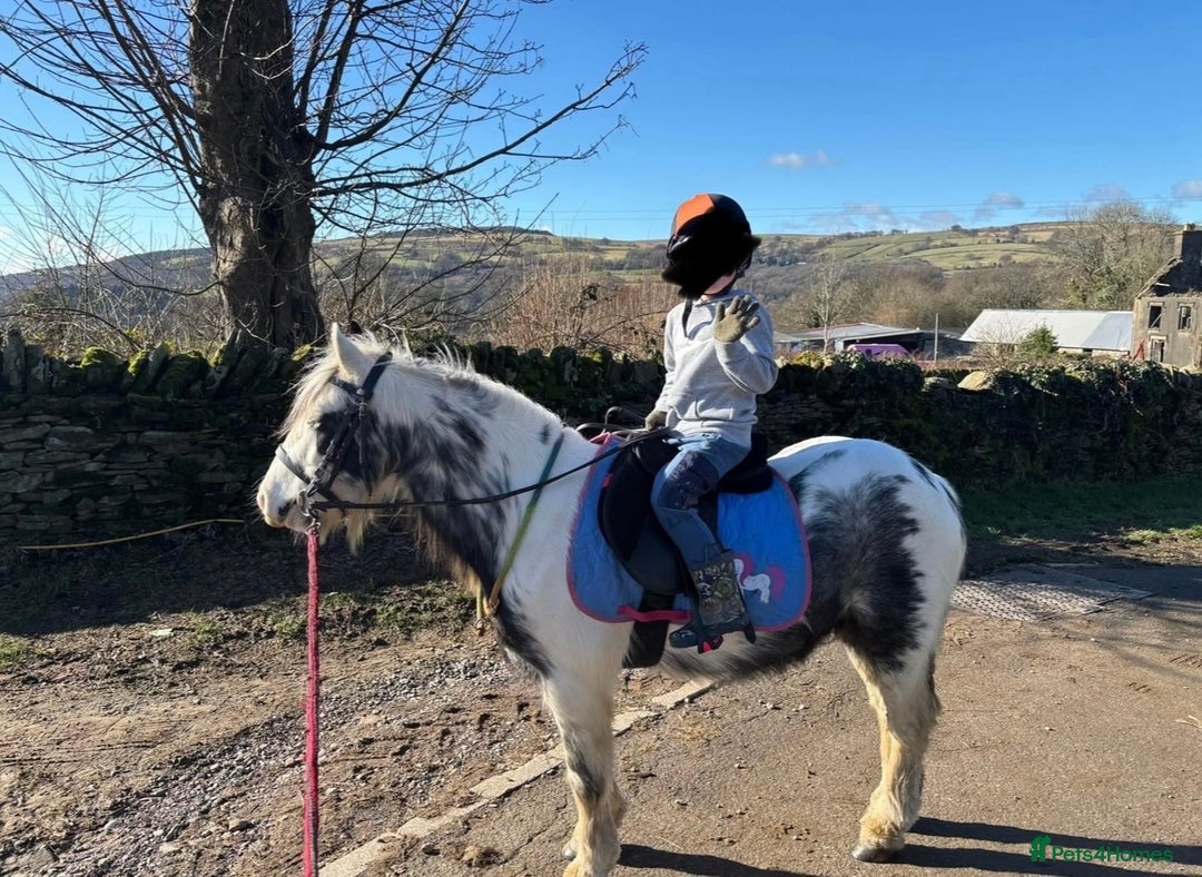 Miniature horses for sale: Children’s Lead Rein Pony - Advert 3