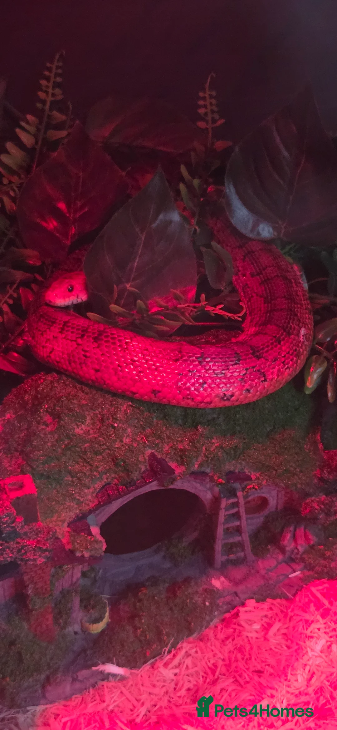 Corn Snake reptiles for sale: Rehome for a friendly, happy Corn Snake in Lymington - Advert 3